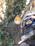 SX12801 Robin on basked of push bike.jpg